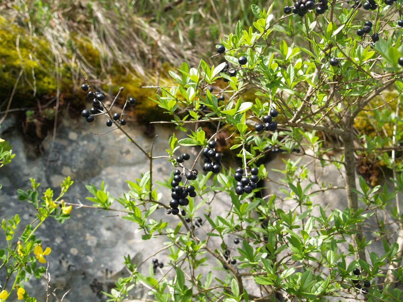 Privet fruit